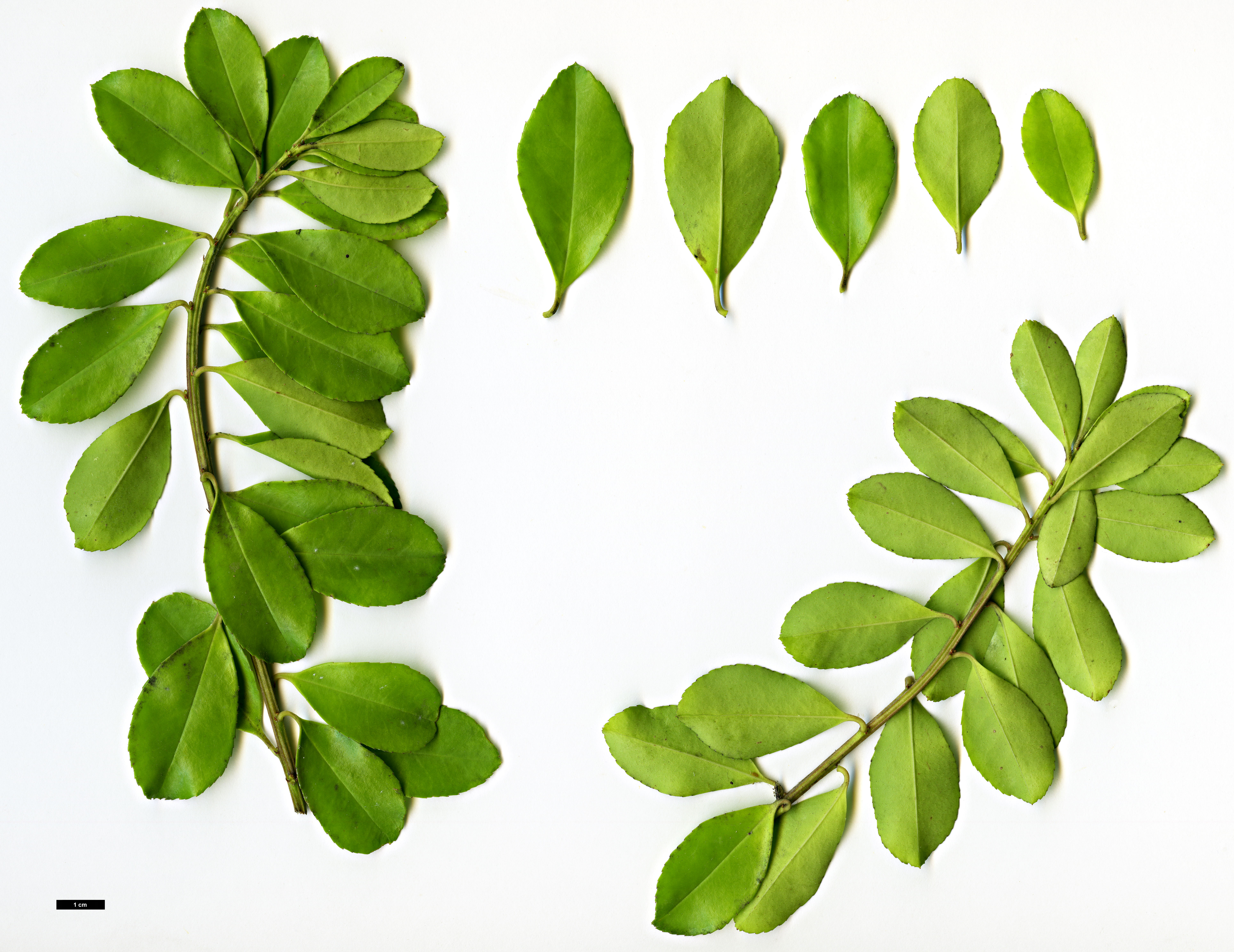 High resolution image: Family: Aquifoliaceae - Genus: Ilex - Taxon: triflora - SpeciesSub: var. kanehirae